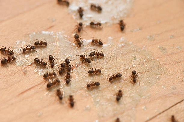 Best Affordable Pest Control Services  in Silver Grove, KY