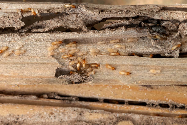 Best Pest Control for Businesses  in Silver Grove, KY